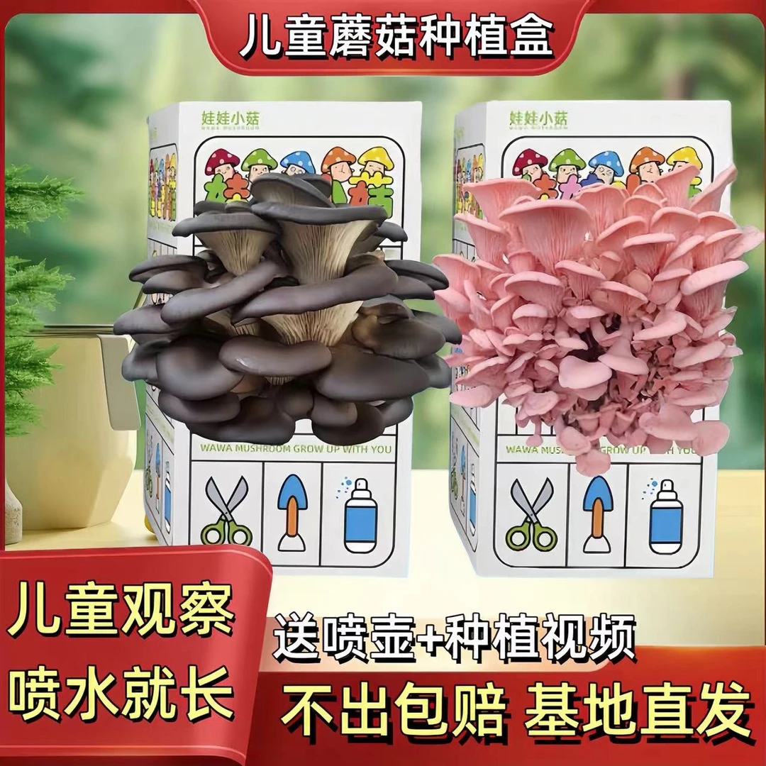 【2盒装】儿童蘑菇种植盒家庭蘑菇菌包平菇学生观察日记科学小实验