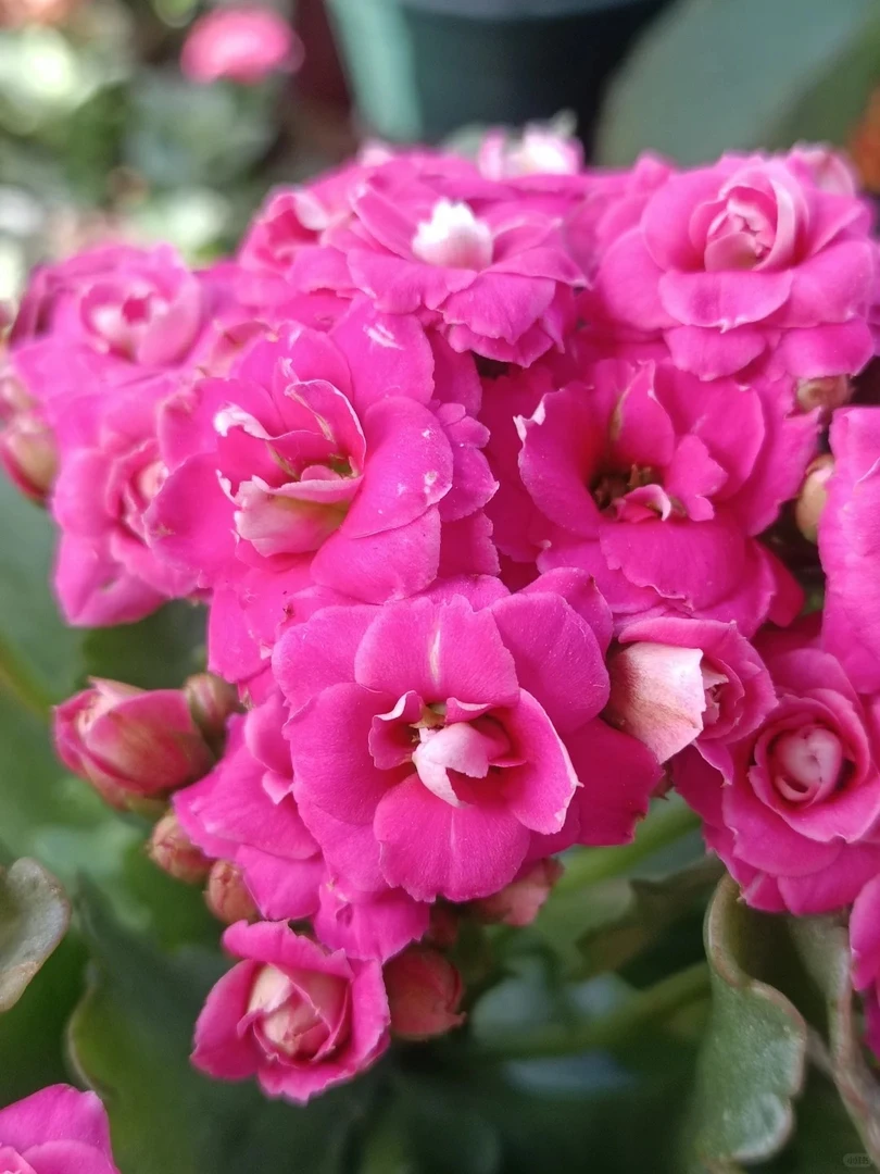 （康斯特110盆）基地直发长寿 稀有大花品种 室内懒人花