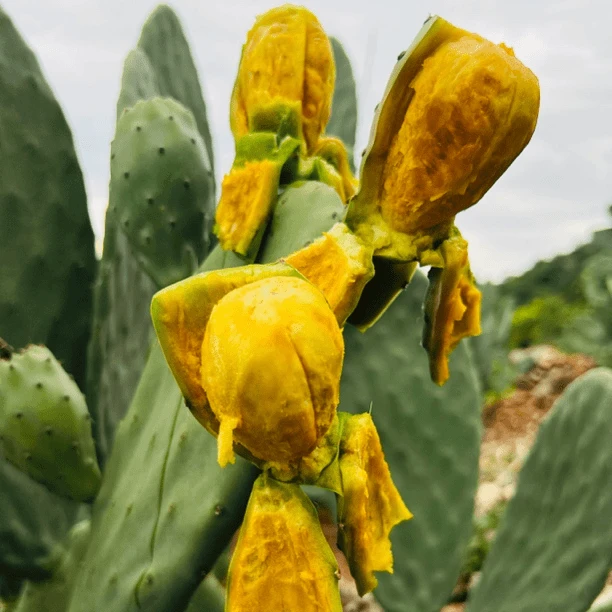 摩西哥黄大果仙人掌精选精选鲜活食用种植颜色一片装