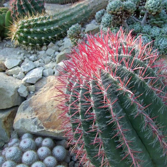 仙人掌花卉/绿植盆栽 > 高端盆景/盆栽