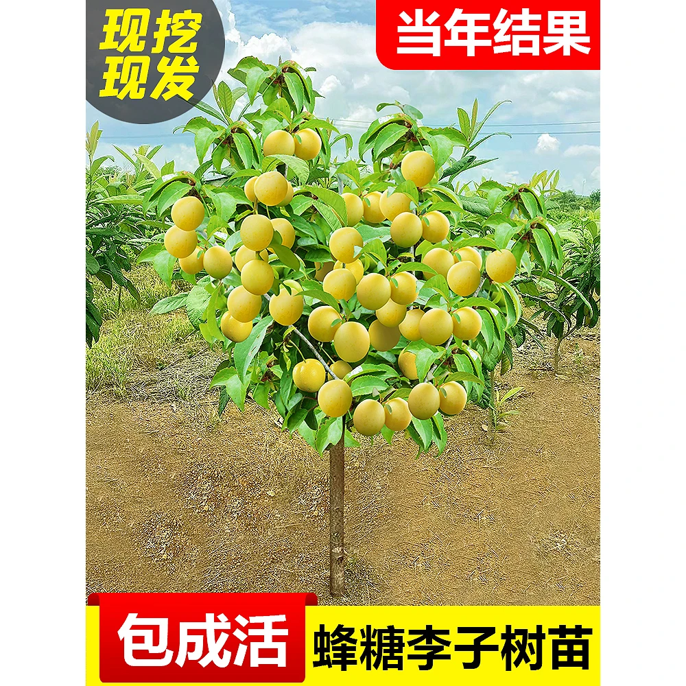 3年苗买一送一蜂糖李子树苗嫁接新品种脱骨青脆李子树苗盆栽地栽