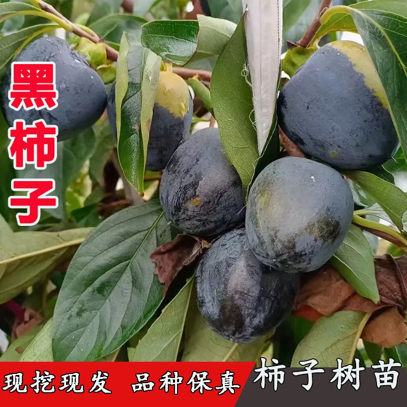 买一送一柿子树苗嫁接黑柿子树苗爆甜墨柿树苗盆栽地栽南北方种植