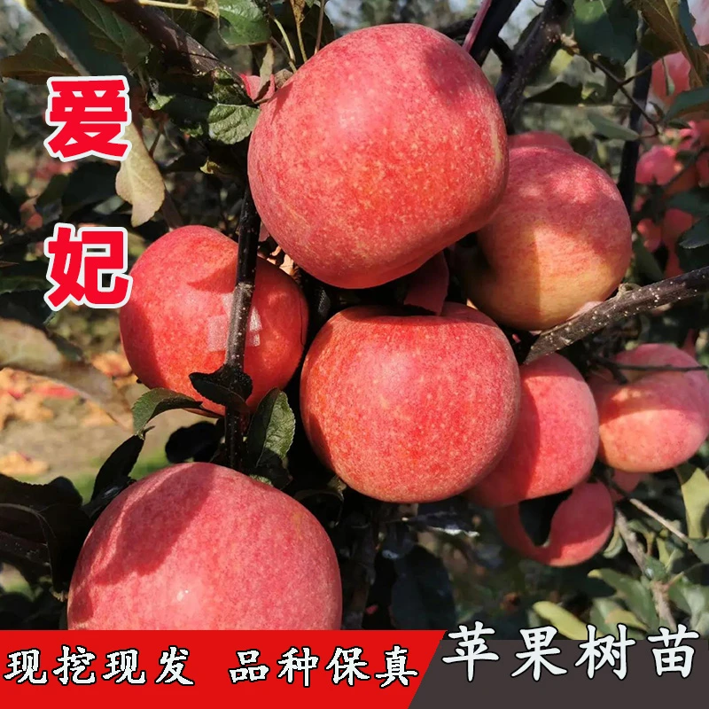 新西兰爱妃苹果树苗嫁接特大晚熟脆甜爵士苹果树苗 3年苗买一送一