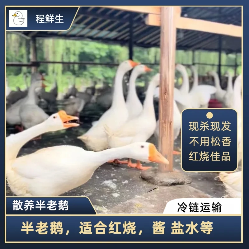 散养大白鹅草鹅红烧半老鹅新鲜鹅肉当天现杀放养200天真空