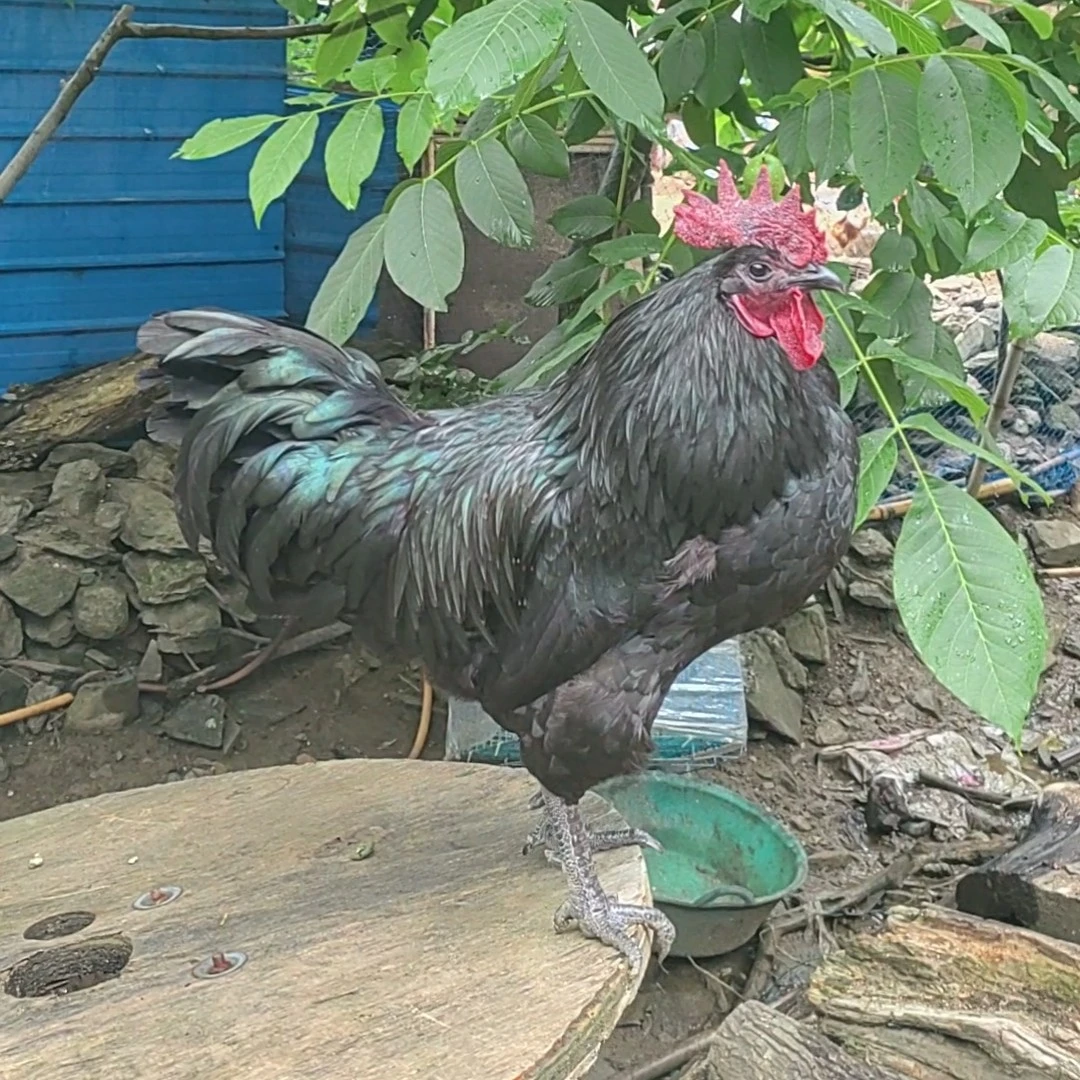 大山深处农家散养土鸡