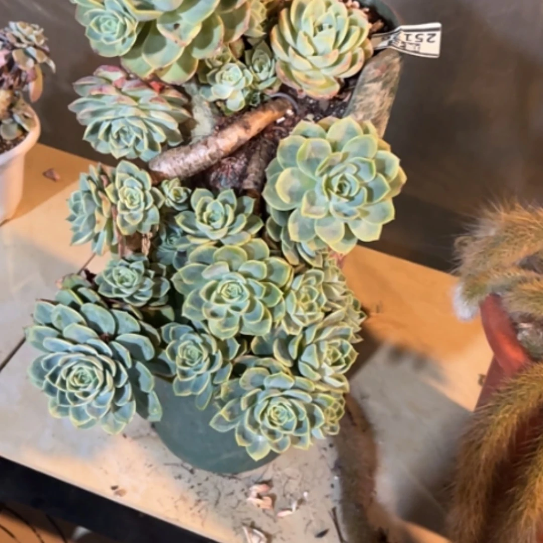 【闪购商品】哈密瓜25126