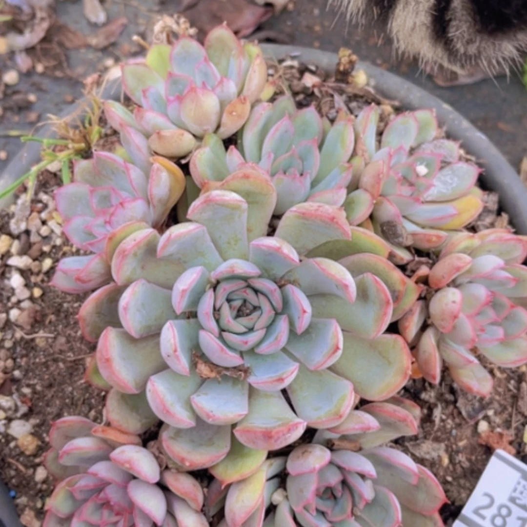 【闪购商品】武仙座28178