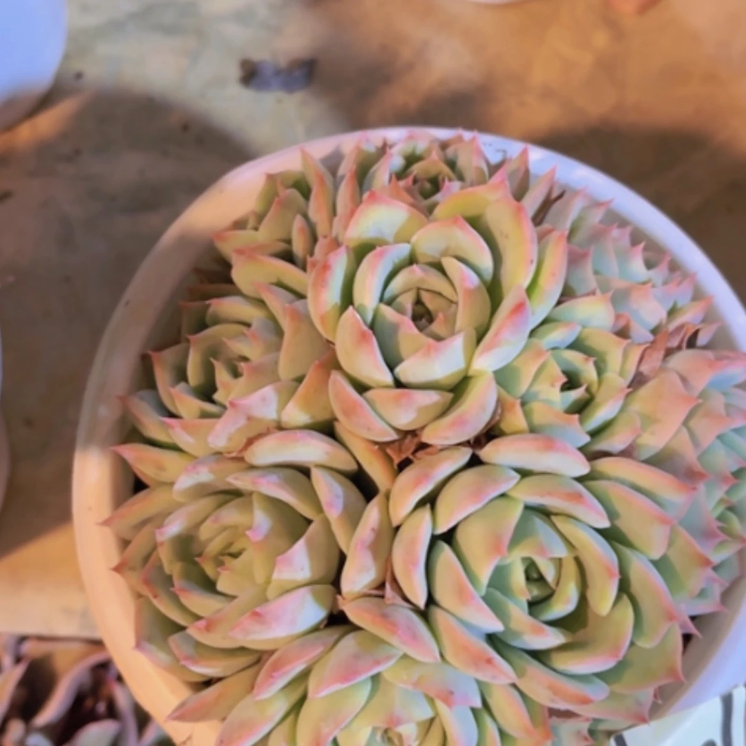 【闪购商品】班**n粉水晶2935