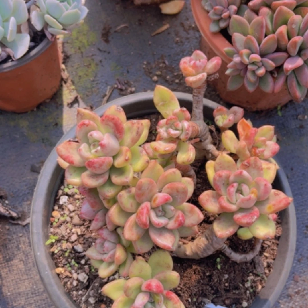 【闪购商品】奶油鳄梨27112