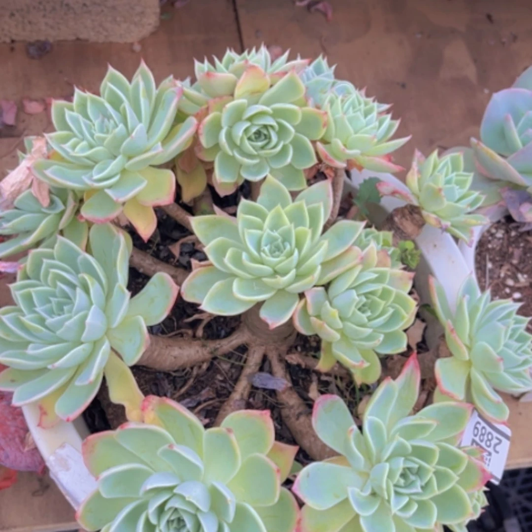 【闪购商品】三色堇2889