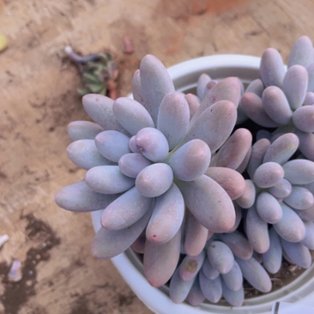 【闪购商品】汤圆2759