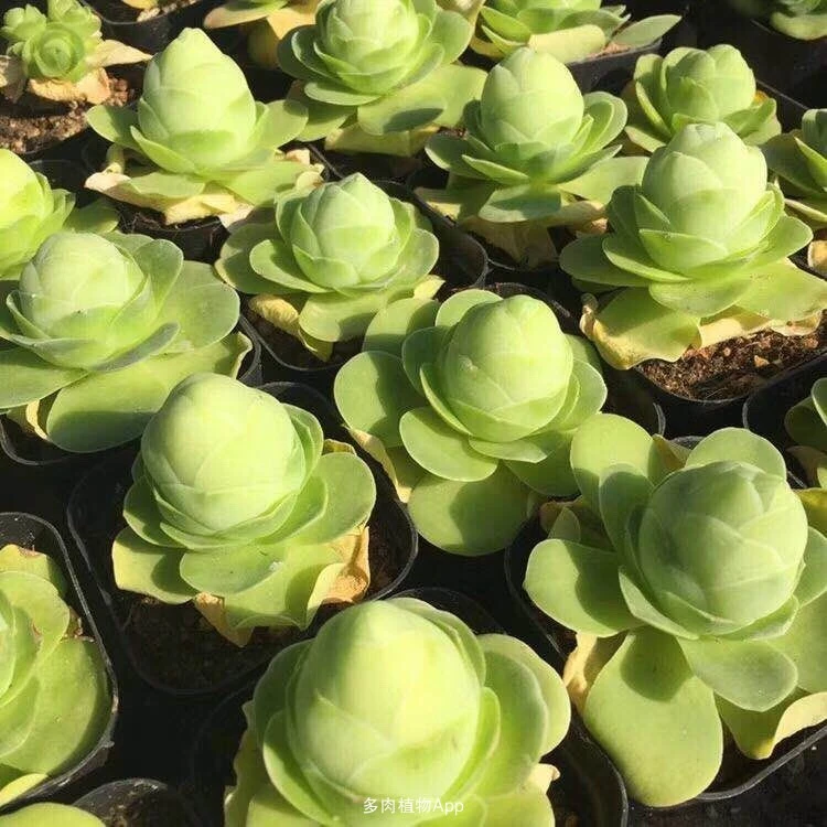 1号直播专用多肉植物 一物一拍 接寄养