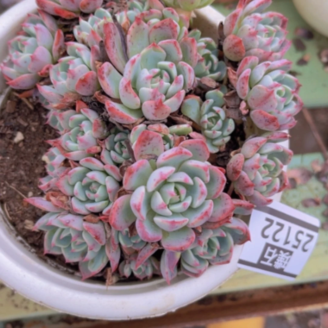 【闪购商品】娜娜25122