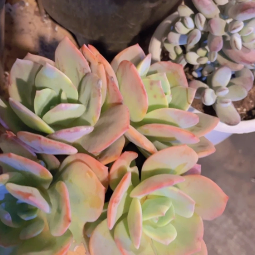 【闪购商品】血凤05250