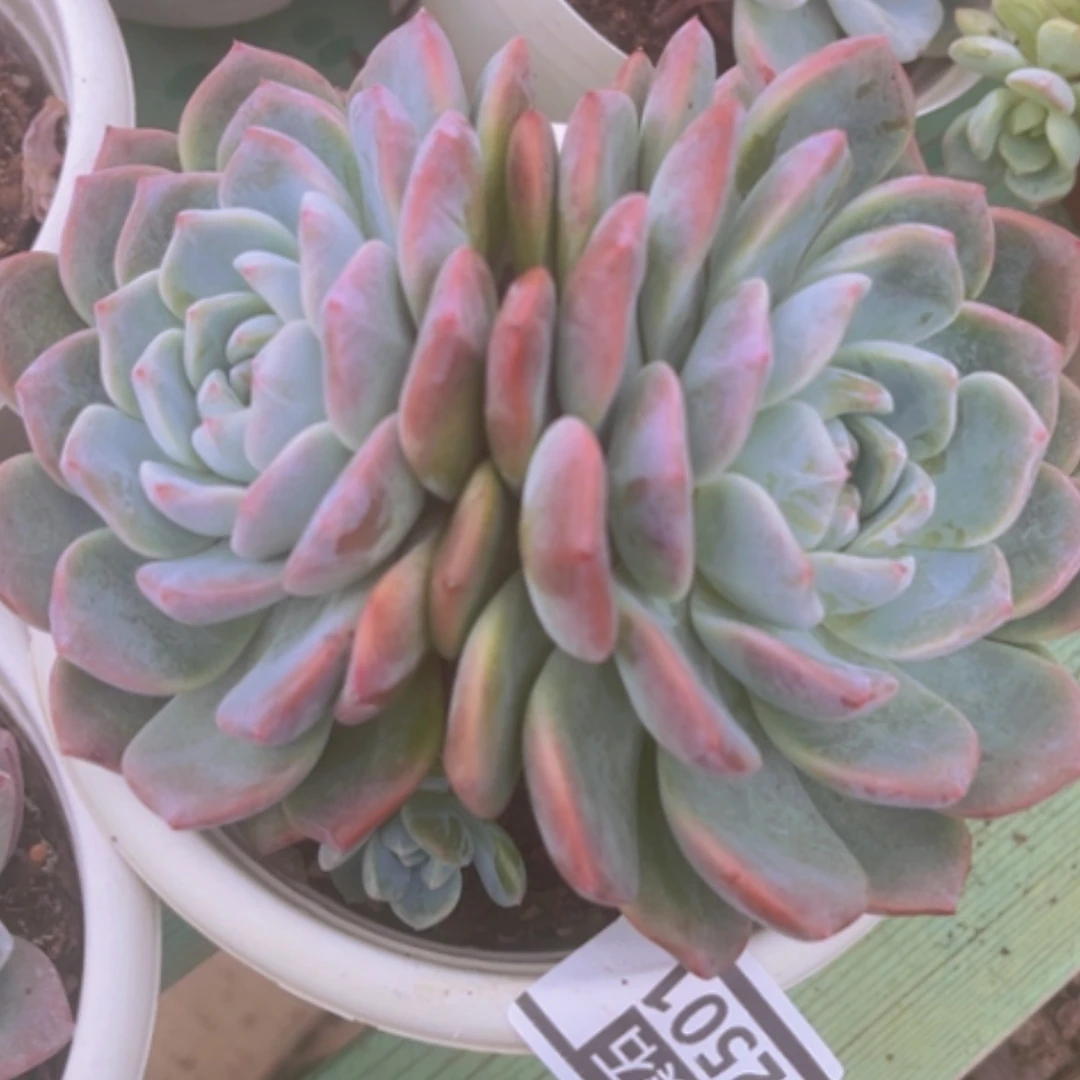 【闪购商品】冰橙2501