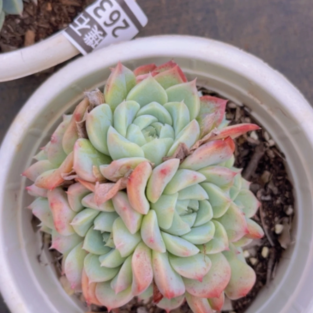 【闪购商品】天鹅绒2631