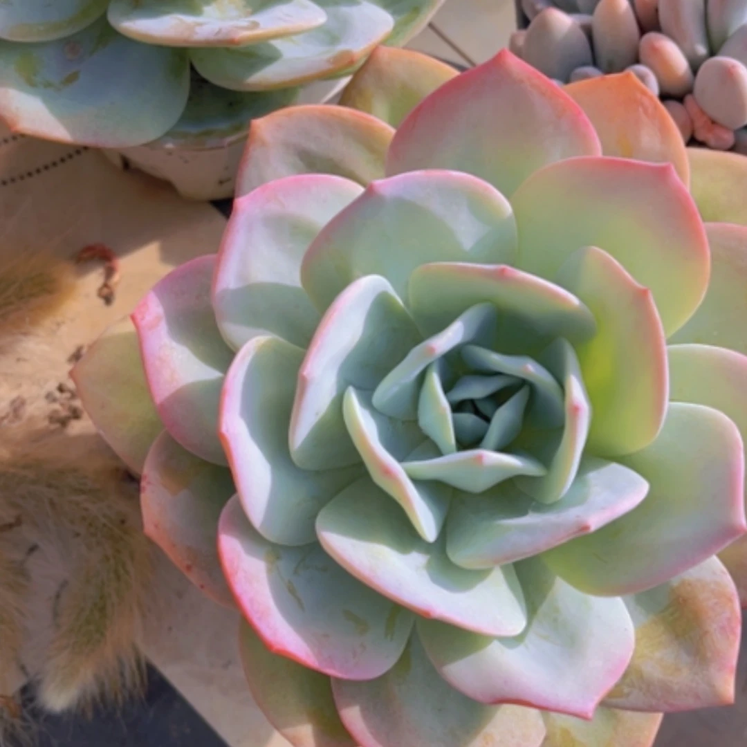 【闪购商品】奶茶19145