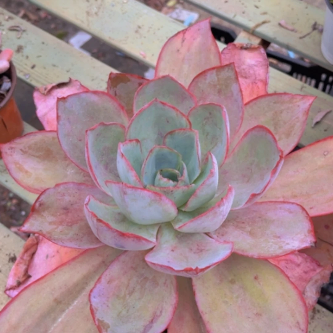 【闪购商品】肯尼迪2646