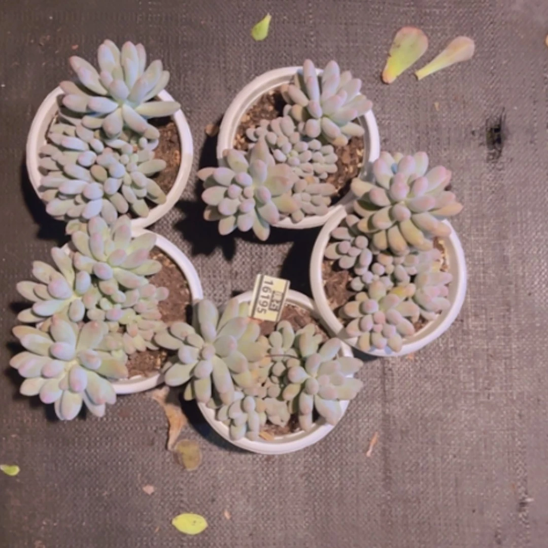 【闪购商品】汤圆5颗16195