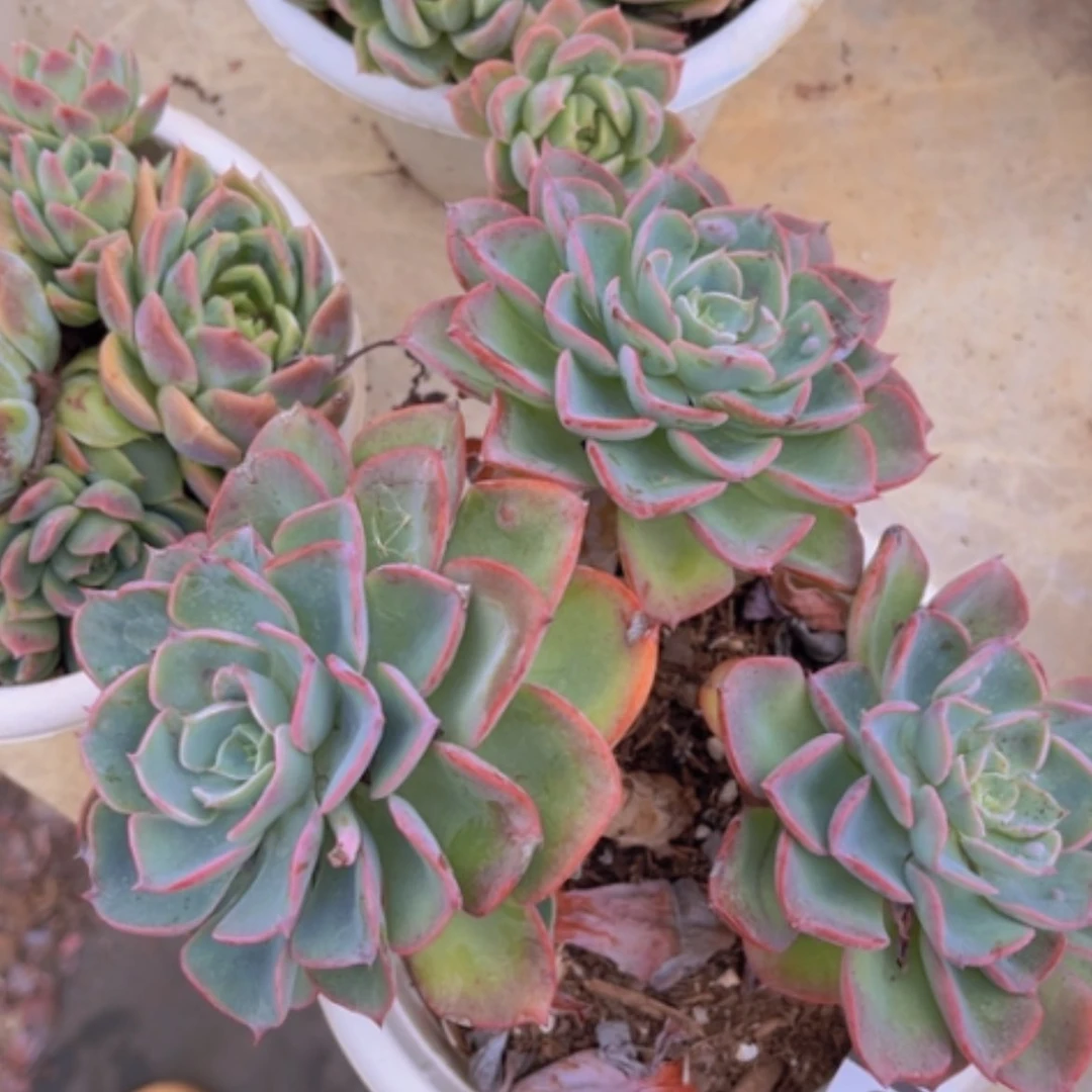 【闪购商品】雨滴25135