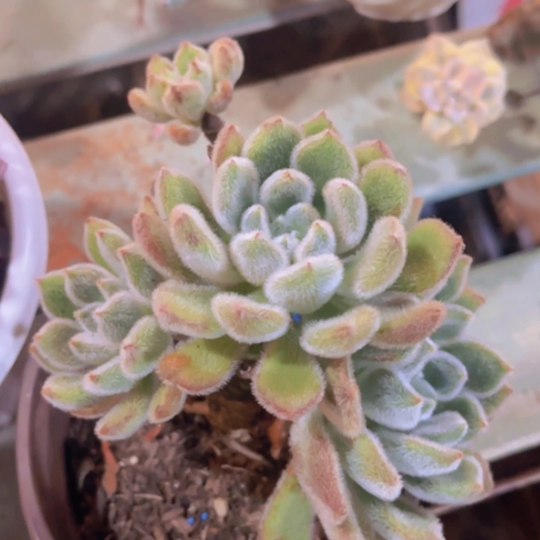 【闪购商品】毛毛虫26201