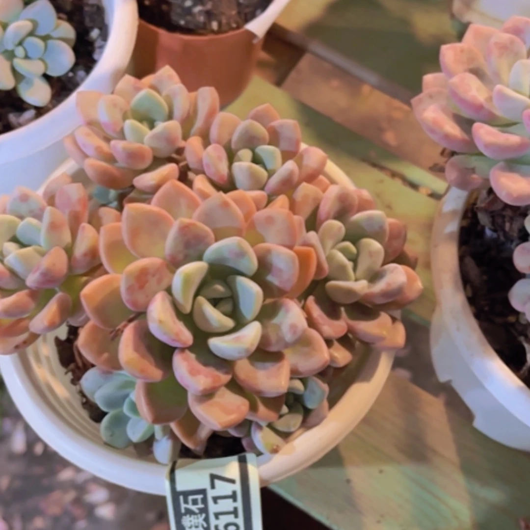 【闪购商品】花斑鹿26117
