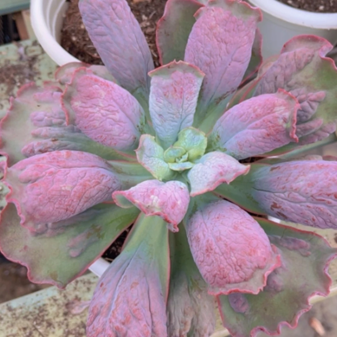 【闪购商品】男爵2272