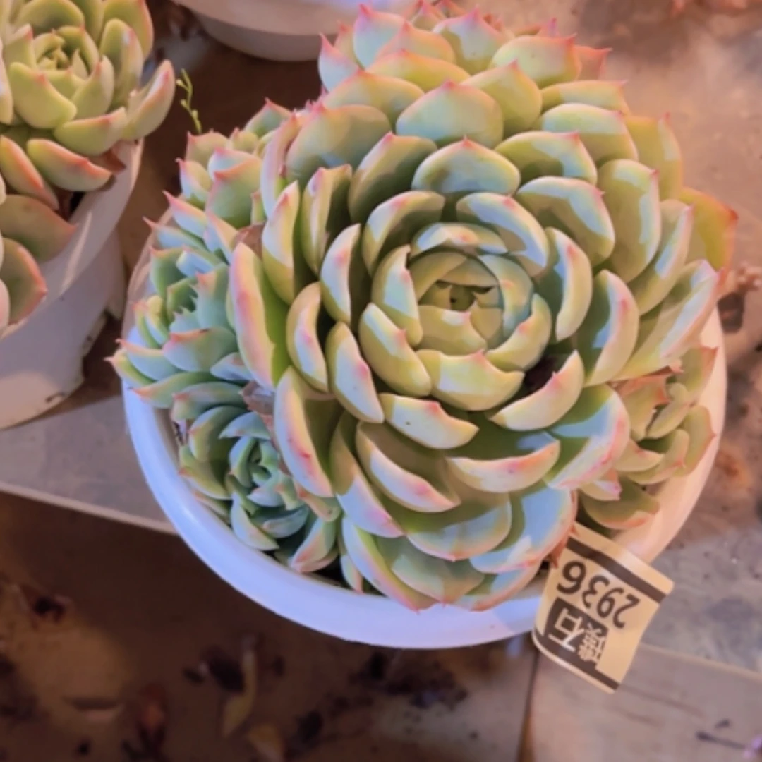 【闪购商品】粉水晶2936