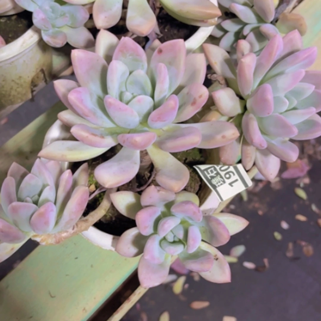 【闪购商品】奥普1907