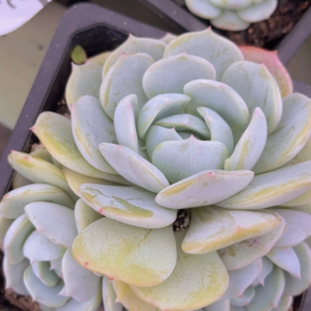 【闪购商品】劳林2087