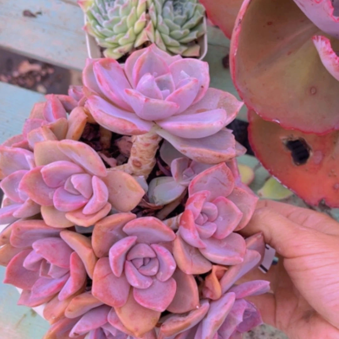 【闪购商品】彩虹糖2199