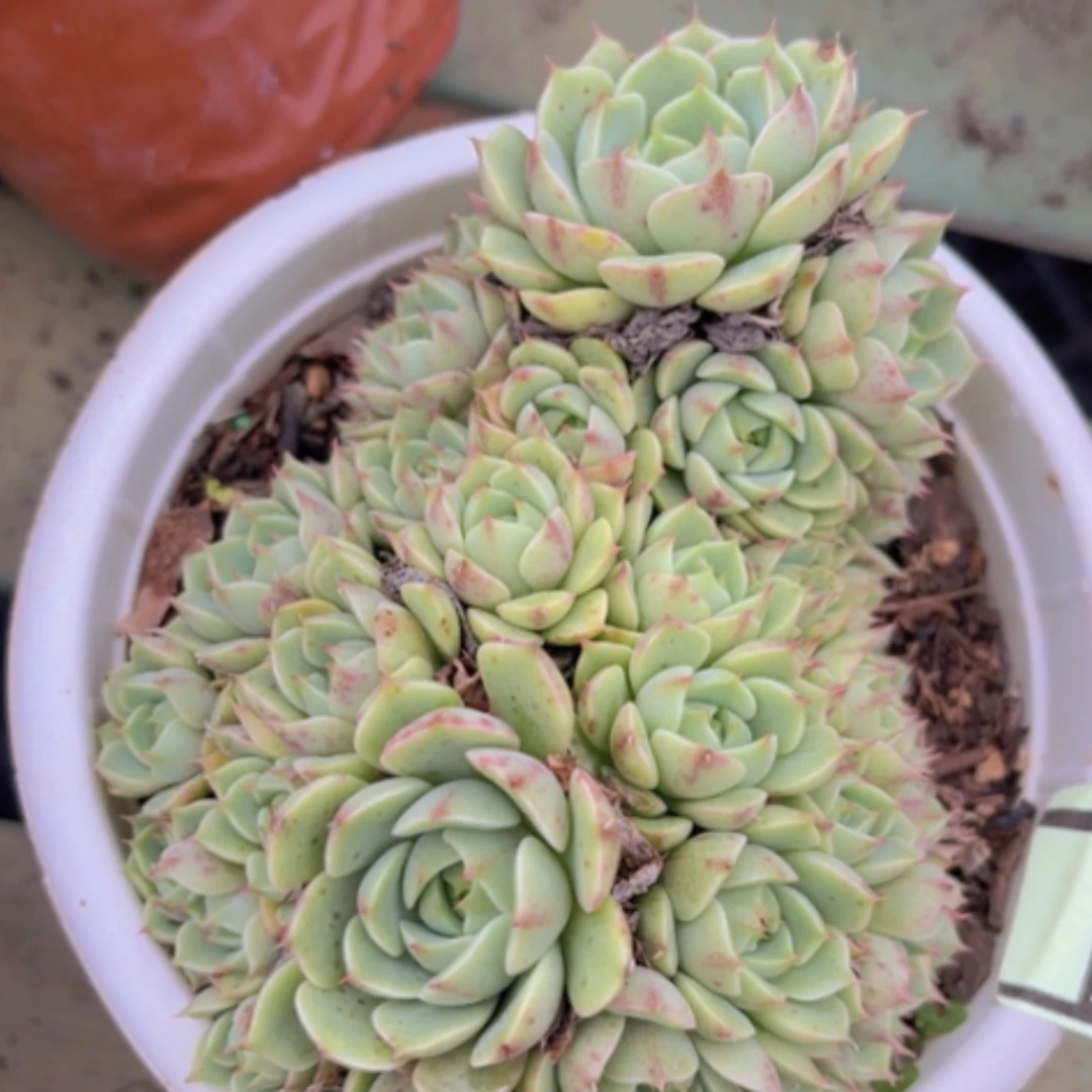 【闪购商品】笨吧2295