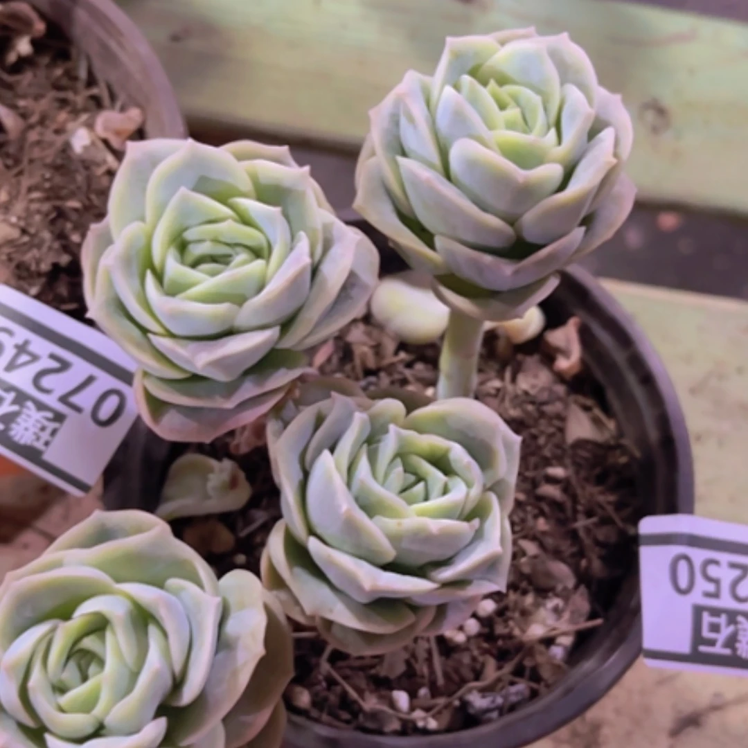 【闪购商品】可爱玫瑰07250