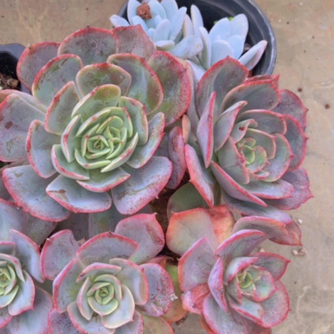 【闪购商品】随*飘白雪公主1888