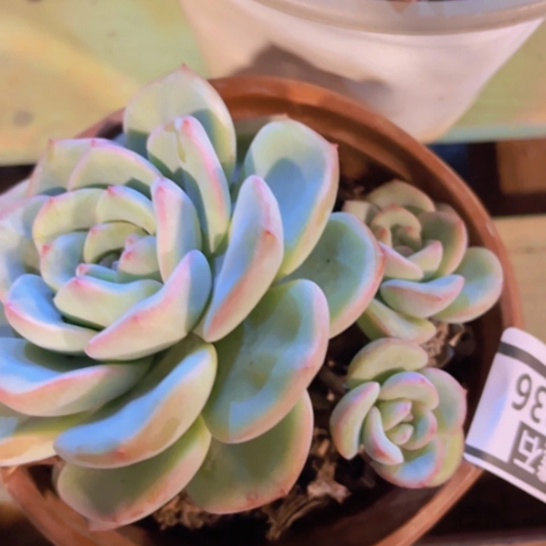【闪购商品】泡芙25236