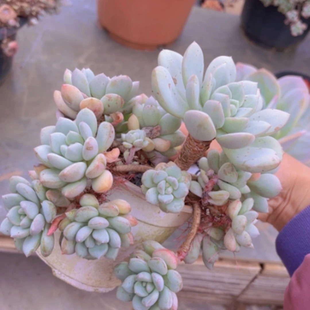 【闪购商品】玉兔20134