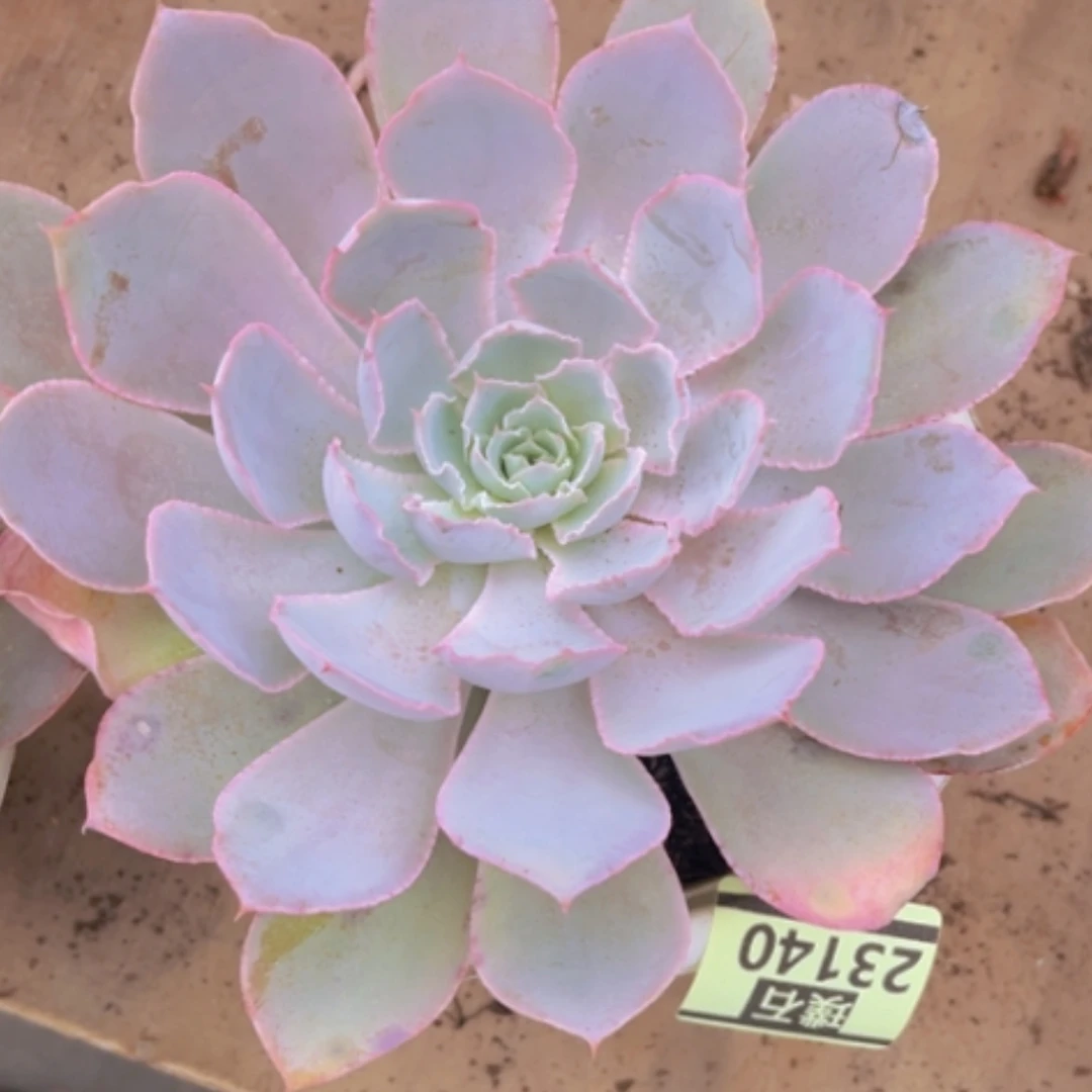 【闪购商品】pinky23140