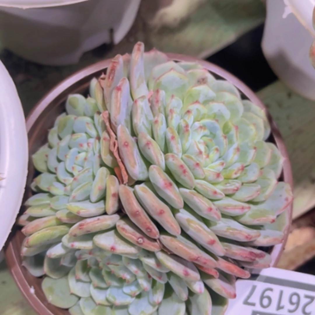 【闪购商品】白胖子26197