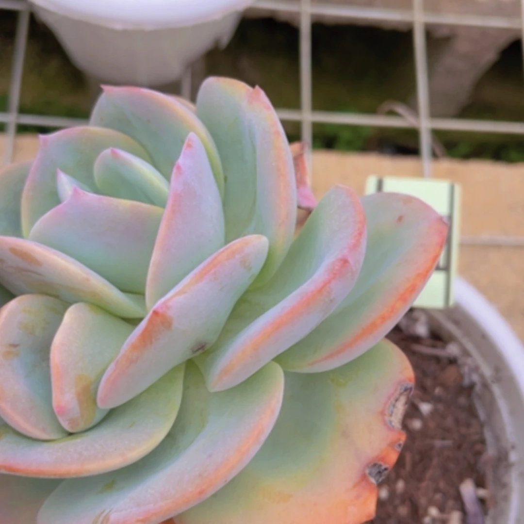 【闪购商品】白凤2818