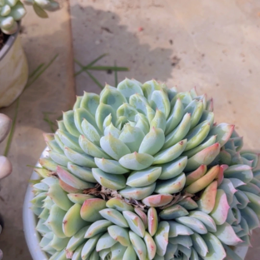 【闪购商品】孤星17119