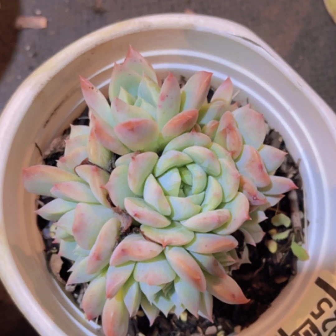 【闪购商品】天鹅绒2925