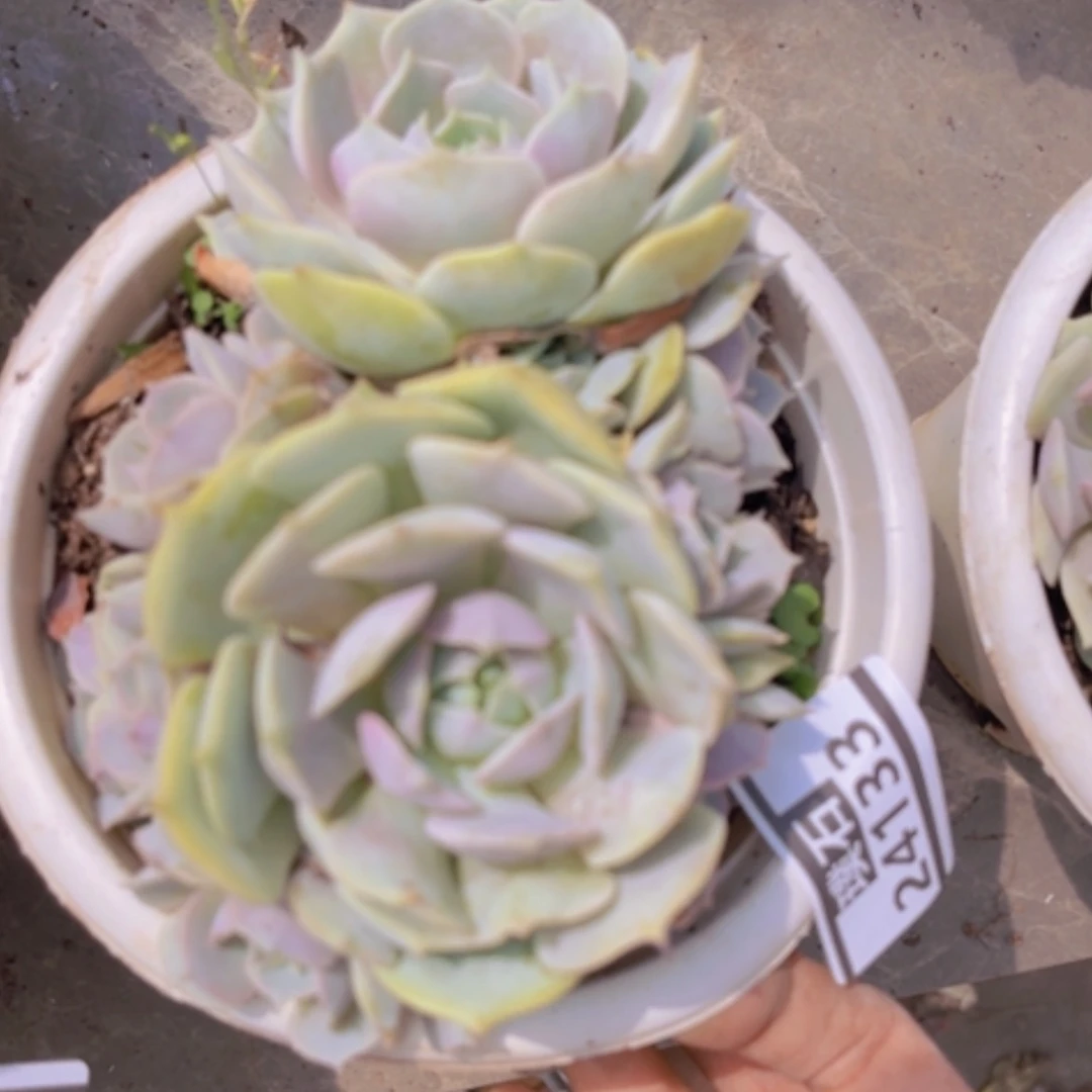 【闪购商品】露娜莲24133