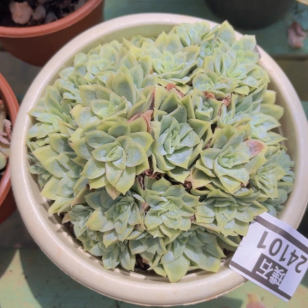 【闪购商品】女王玫瑰锦24101