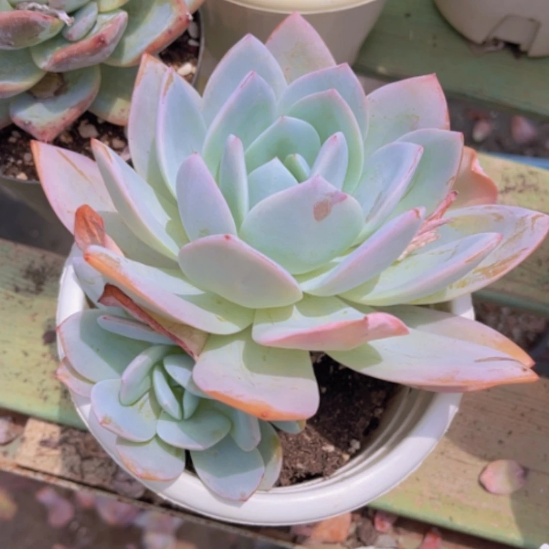 【闪购商品】奶茶2429