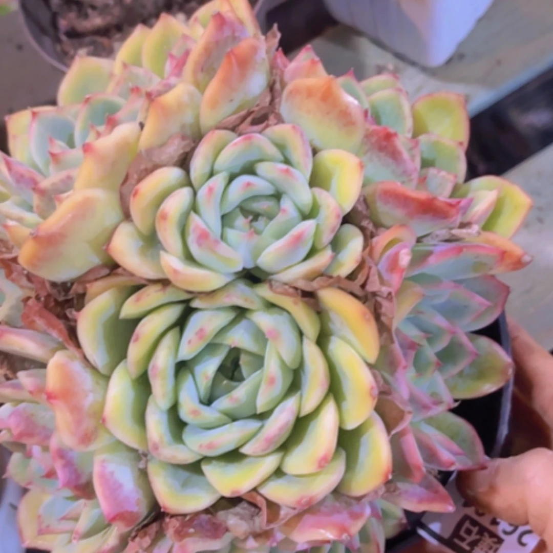 【闪购商品】侧影26181