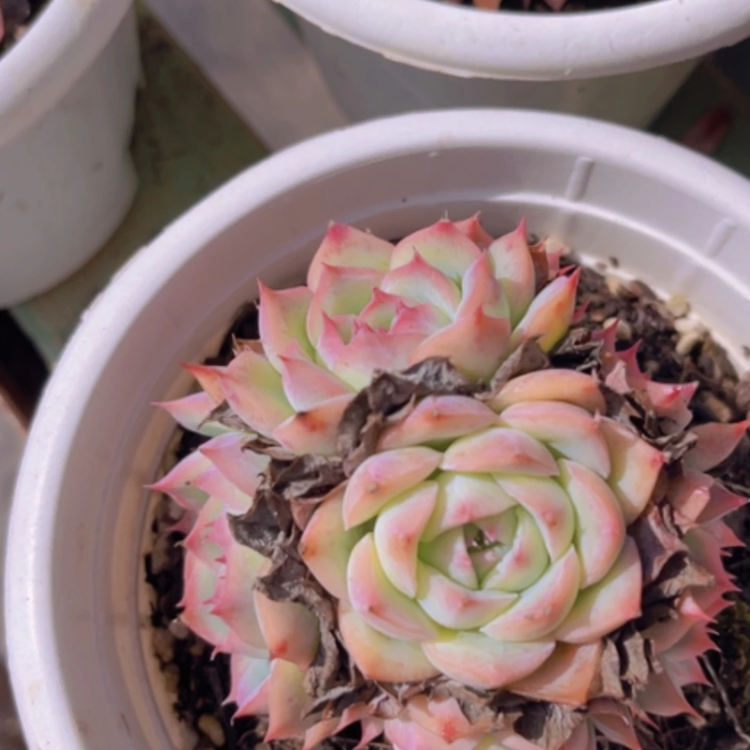 【闪购商品】侧影0925