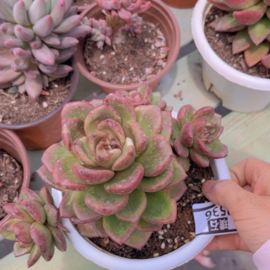 【闪购商品】太阳宝石2536