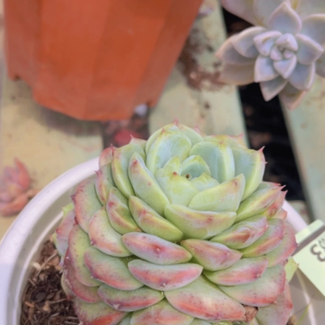 【闪购商品】天鹅绒1633