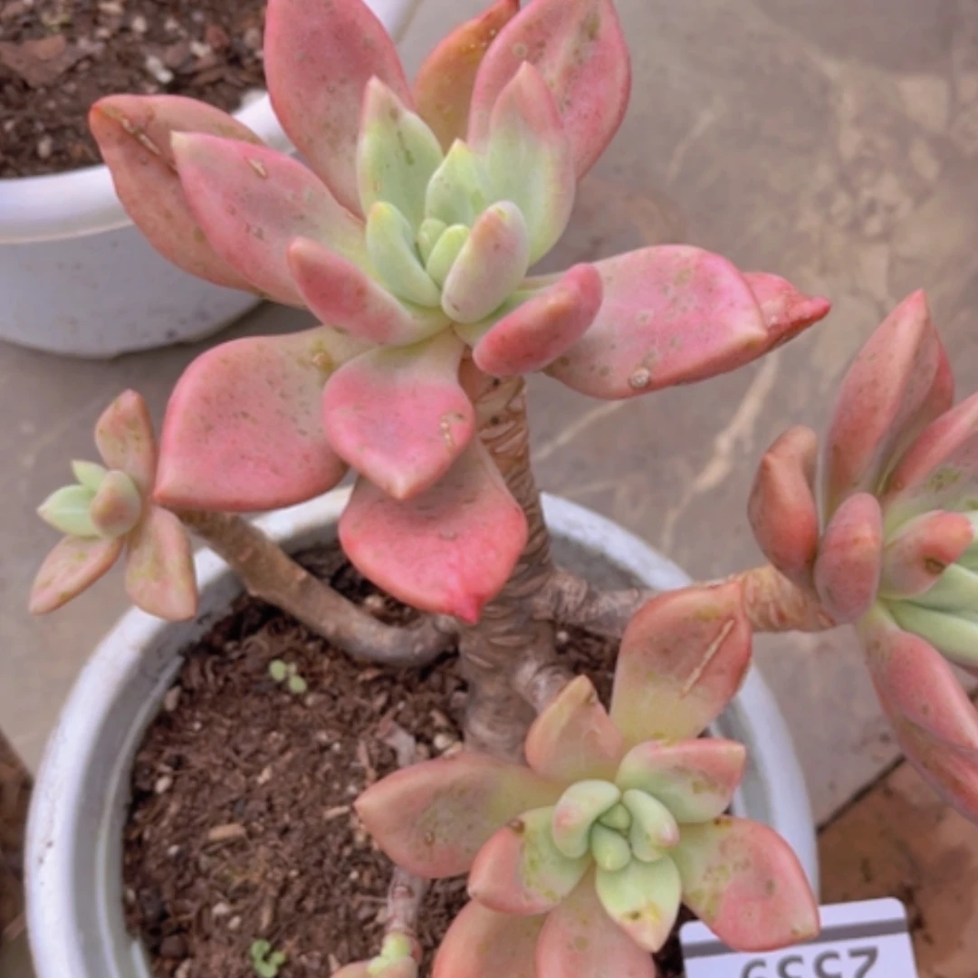 【闪购商品】桃花源2539