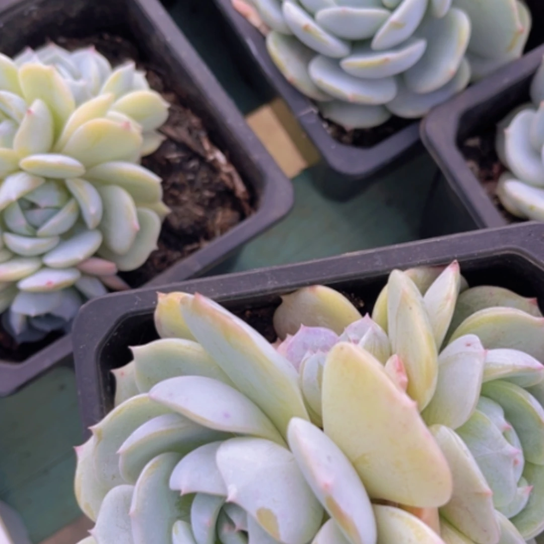 【闪购商品】劳林26166